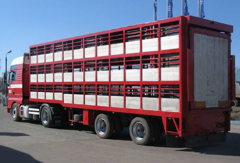 Транспортировка коровы дешево из Абакана в Поляны