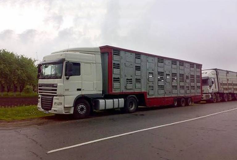 Прицеп для перевозки крупного рогатого скота из Россия, Иваново в Белоруссия, Жабинка